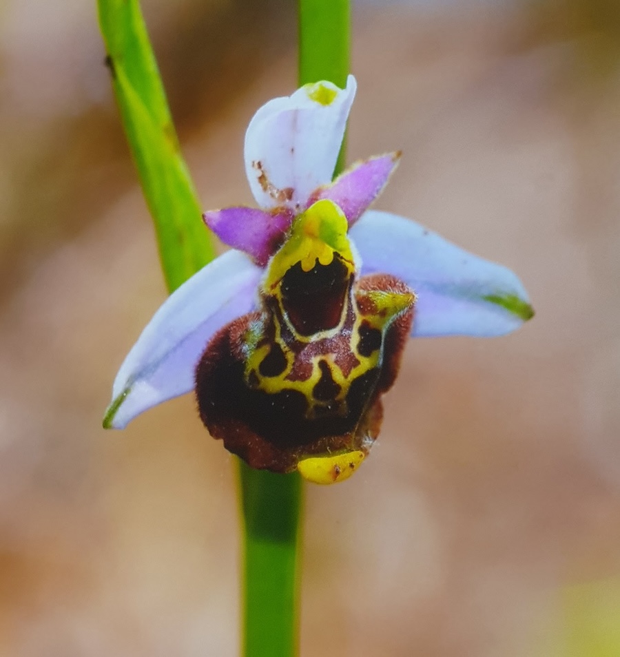 Terugblik: Lezing door Hans Boerma over de "Zee-Alpen". Buurtcentrum de Pelikaan, Krommenie, Zaandstad