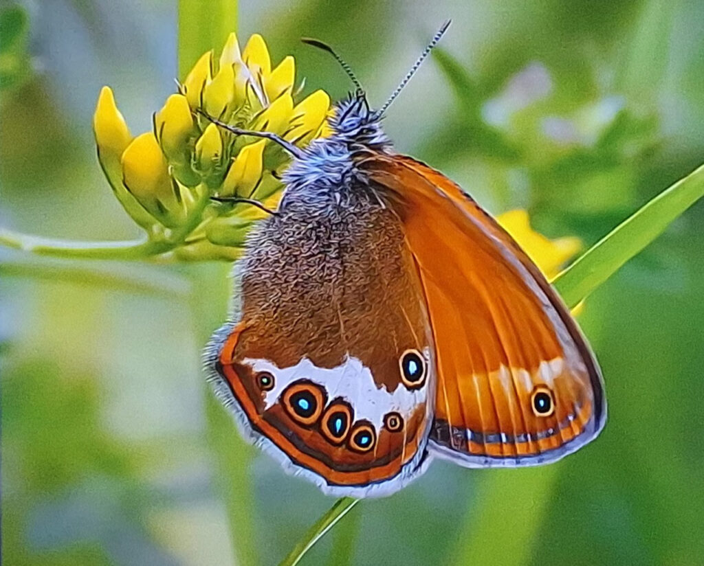Terugblik: Lezing door Hans Boerma over de "Zee-Alpen". Buurtcentrum de Pelikaan, Krommenie, Zaandstad